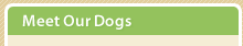 Meet Our Dogs